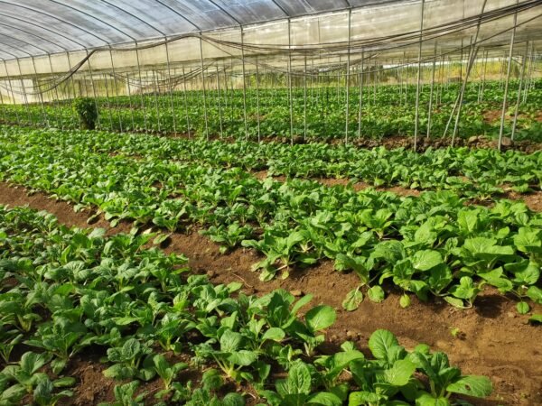 Vegetable Tunnel House
