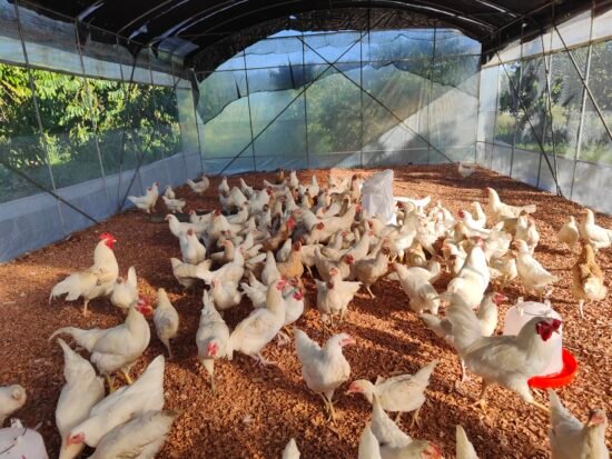 Chicken Tunnel House