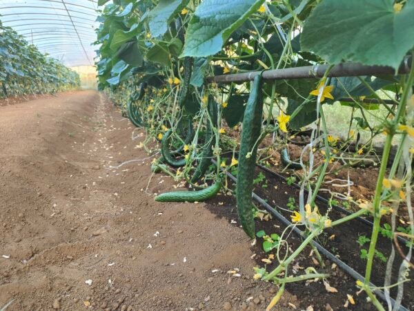 Drip Irrigation