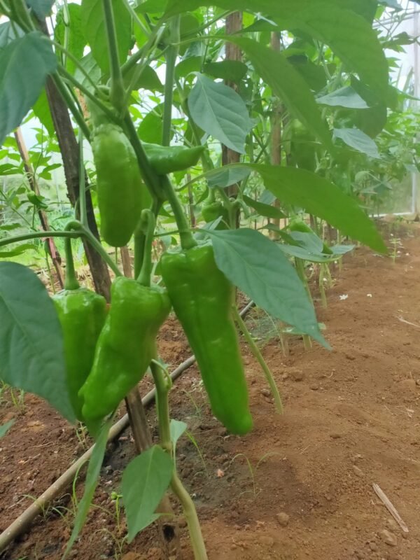 Drip Irrigation - Image 2