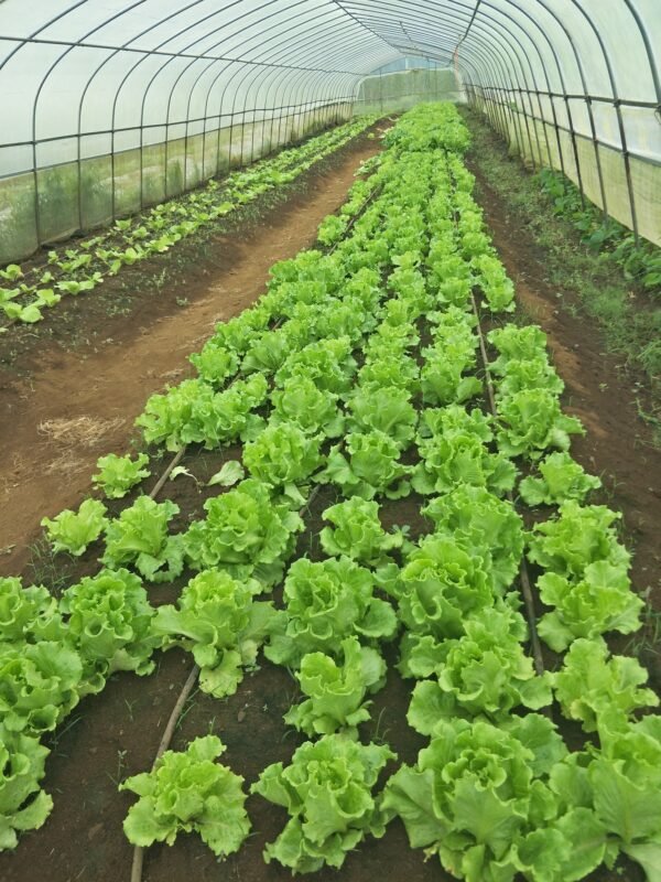 Drip Irrigation (3 lines per bed)