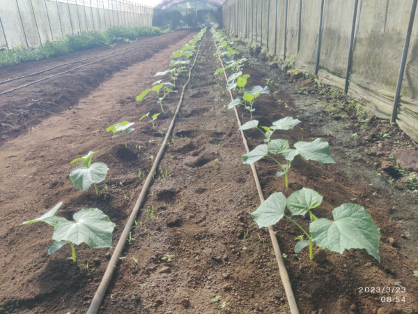 Drip Irrigation (2 lines per bed)